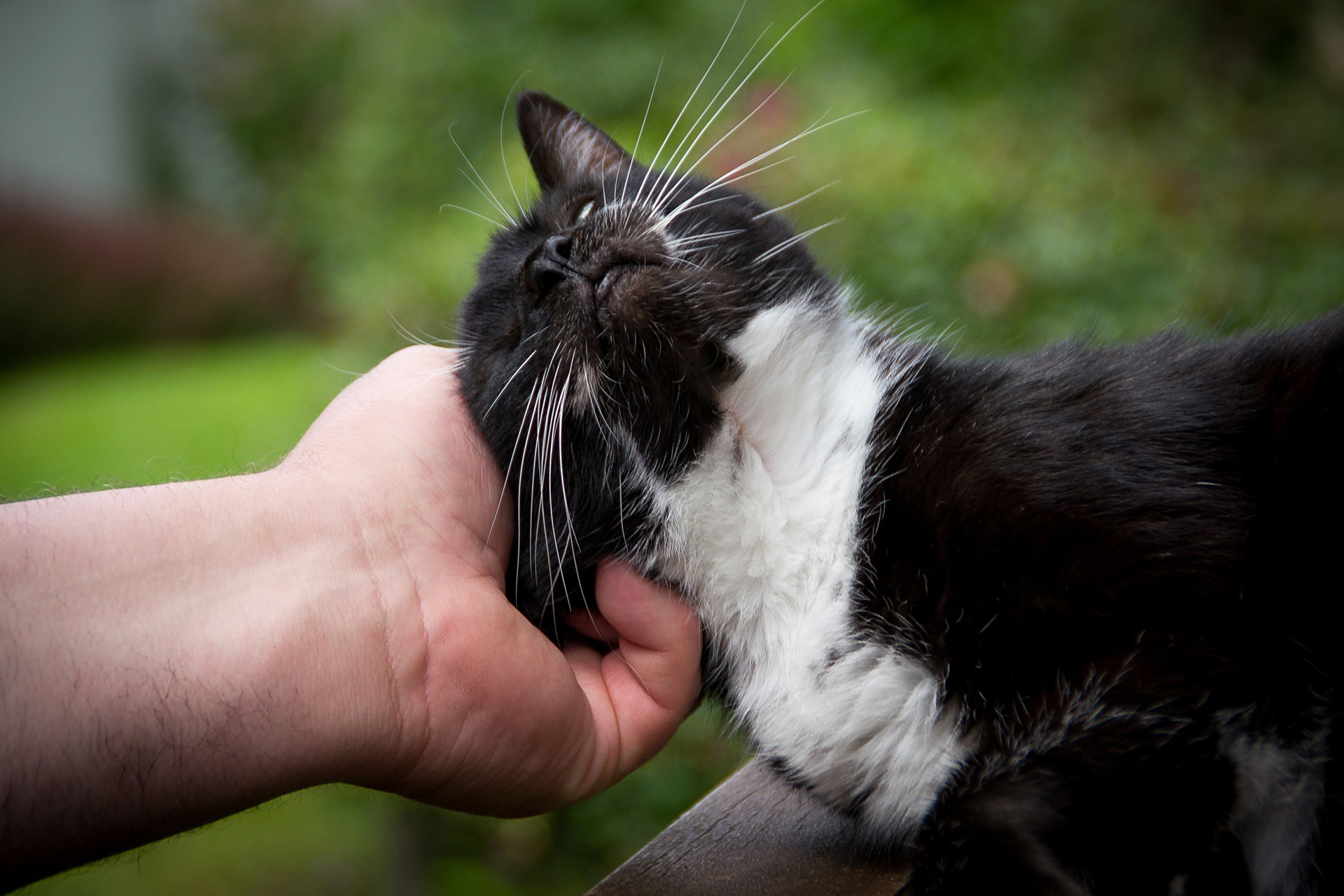 Eläinsuojeluyhdistys Dewi ry:n blogi Dewille: Kissa kommunikoi ja ilmaisee  tunteitaan monella eri tavalla