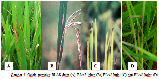 HADI WARKO: Penyakit BLAS Pada Tanaman Padi dan Cara Pengendaliannya