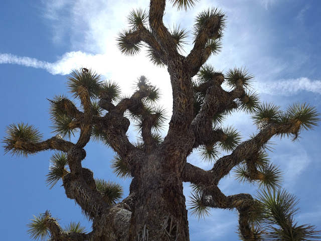 Joshua Tree