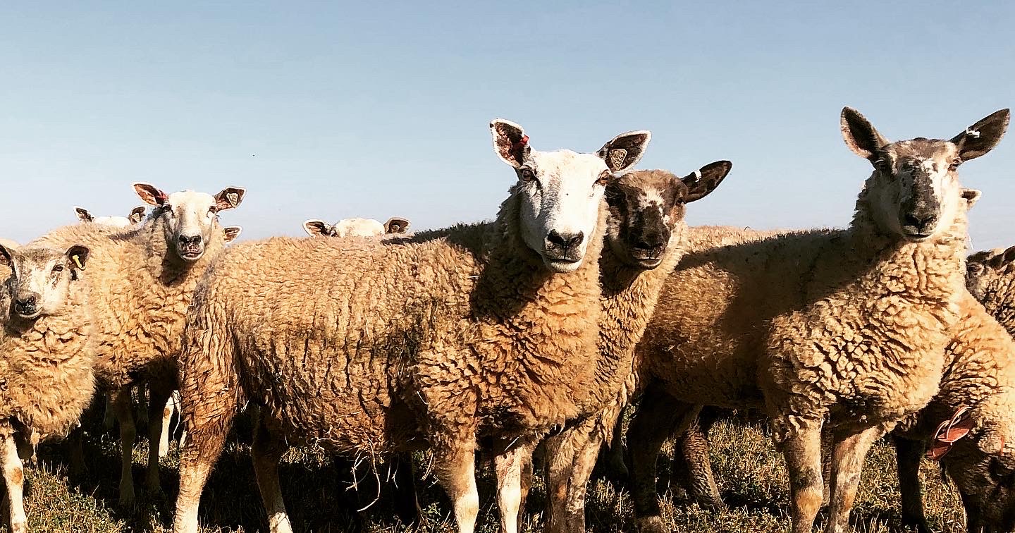 Foothill Agrarian Grazing Alfalfa