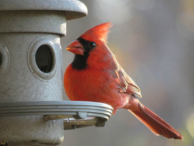 Photo of Northern Cardinal at bird feeder. GeorgeB2 from Pixabay