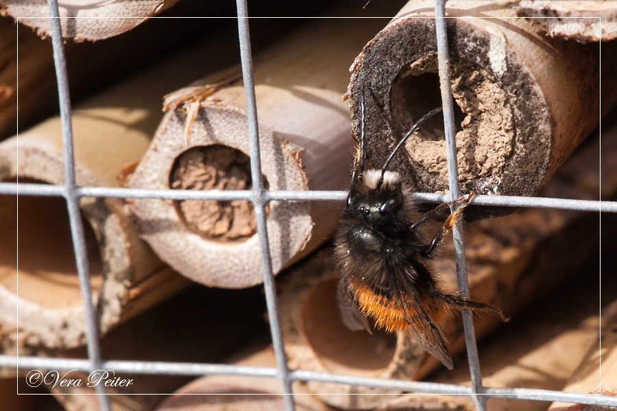 Artifactum Ver Bilis Blog Uberall Manner