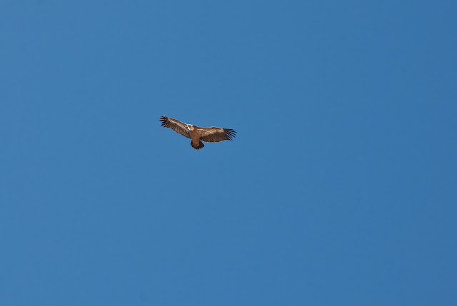Avvoltoio Grifone avvistato sul Monte Infornace