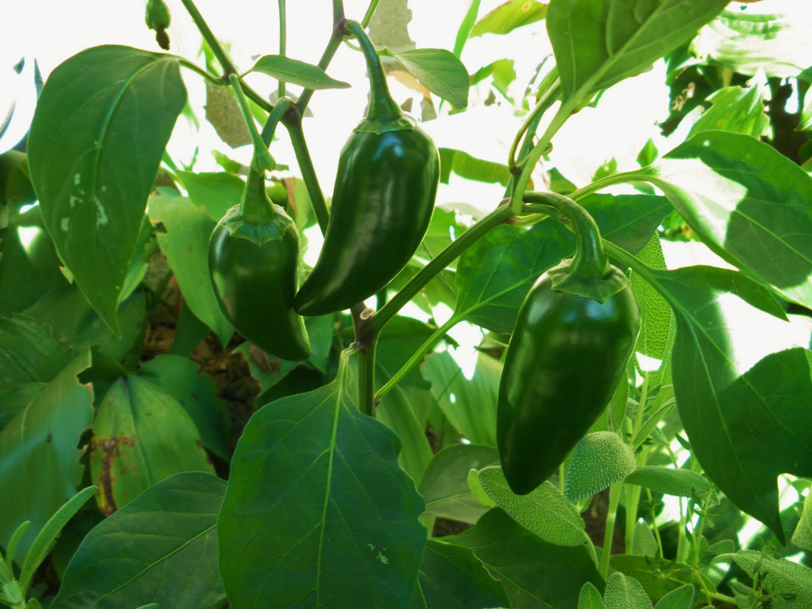 Sarah's Culinary Adventure Chipotle BBQ Sauce