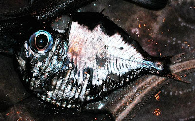 Extrañas criaturas marinas despues del Tsunami en Japón - 2011