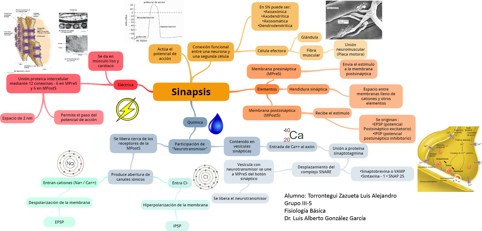 Fisiología Básica: Sinapsis y neurotransmisores