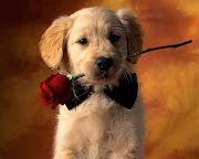 Posted by Vinda Ho t Labels: cute dog, dog backgrounds, dog pictures, . (dog wallpaper )