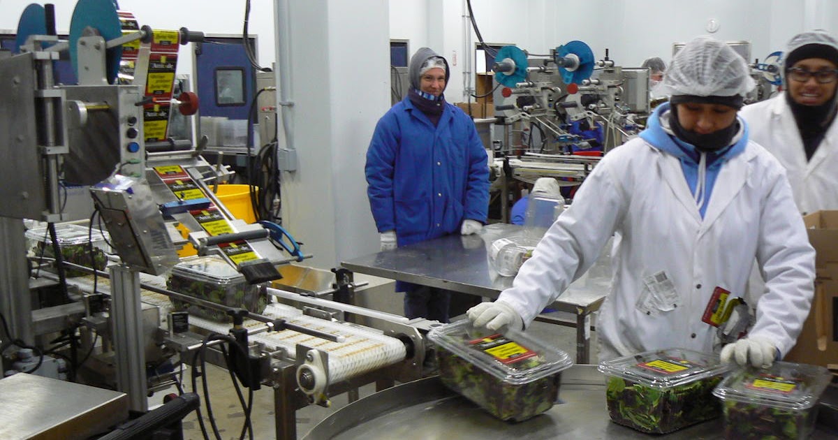 Vegetable Packer Job Available In Canada APPLY HOLARNS