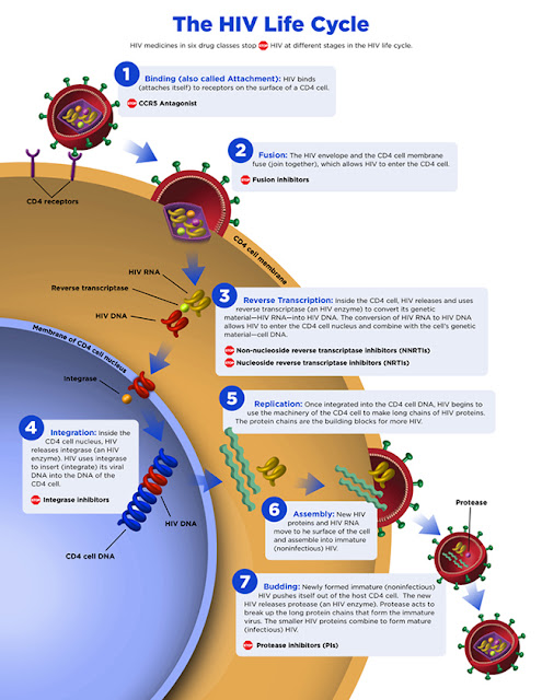 فهم تكوين الميثيلين لجينوم ڤيروس «HIV» يمكن أن يُنتج علاج له