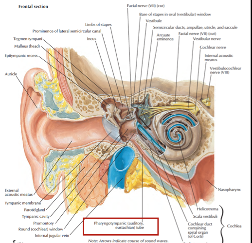 Head and Neck Anatomy Auditory tube/ Pharyngotympanic tube/ Eustachian