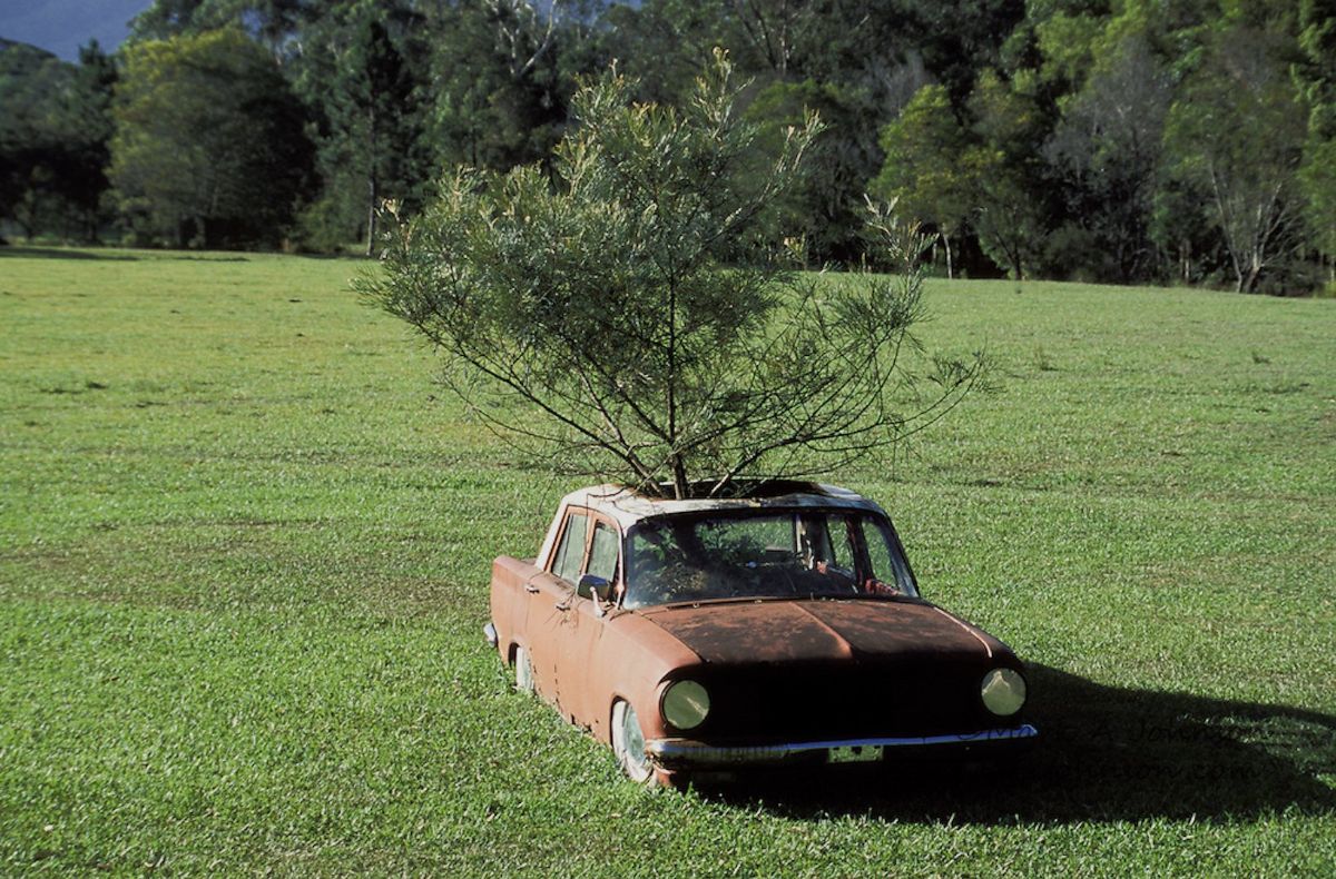22 Amazing Photographs of Trees Growing Through Classic Cars Vintage