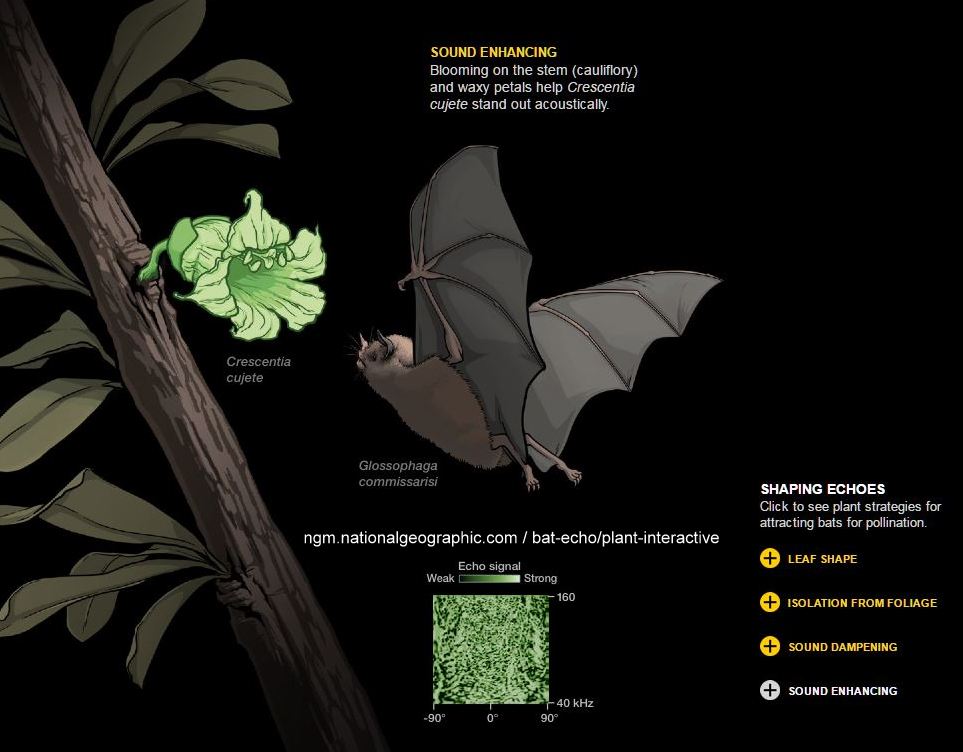Plants have found unique ways to attract bats