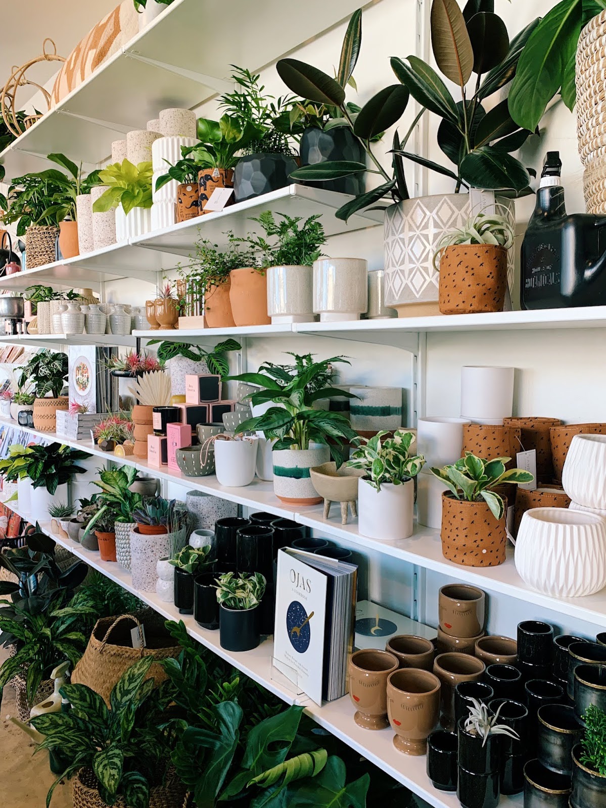 Oceanside's 2 Cutest Plant Shops You Have to Visit The Bobbed