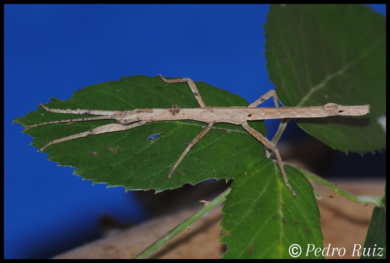 Ninfa hembra L5 de Hypocyrtus ornatissimus, 5 cm de longitud Ninfa hembra L5 de Hypocyrtus ornatissimus, 5 cm de longitud