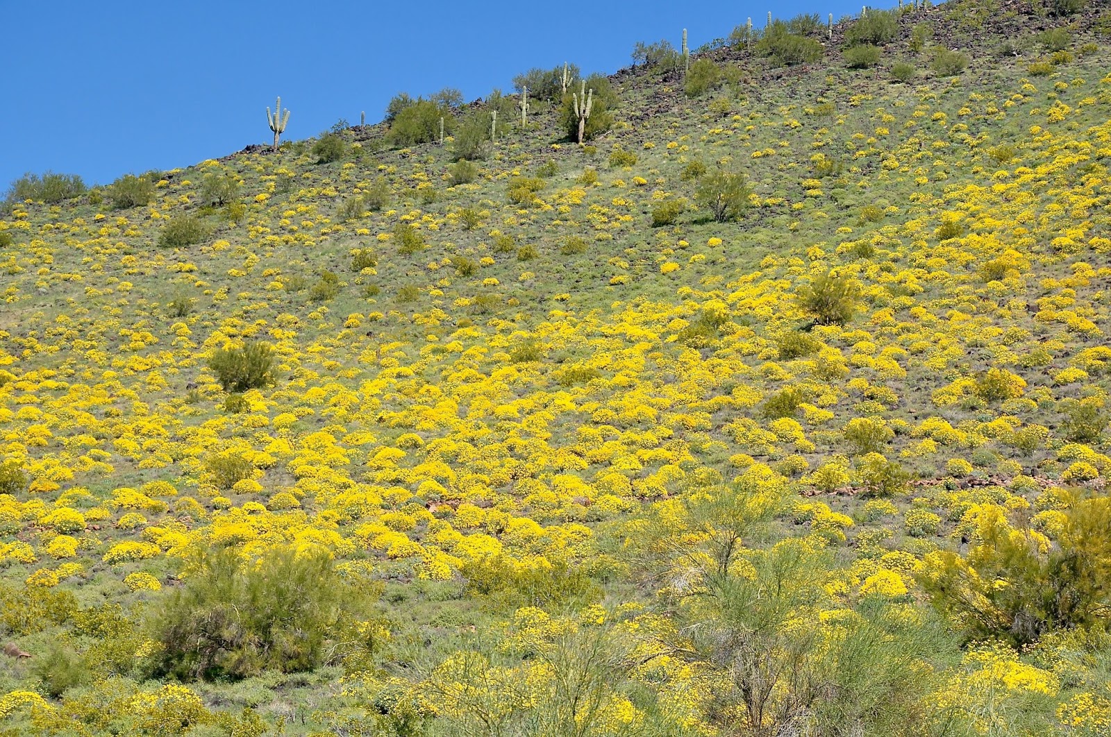 Finding Arizona 5 Thunderbird Conservation Park