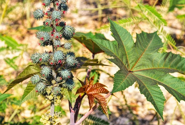 Ricinus communis: La planta más común de la que no sabías sus increíbles propiedades