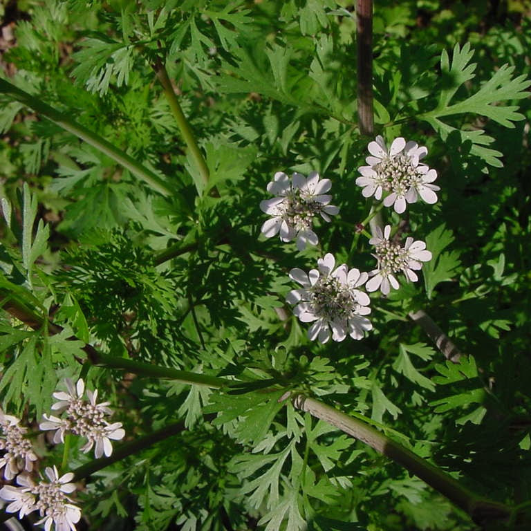 "Verdade//aspas" 👪 Apiaceae (Coriandrum sativum)