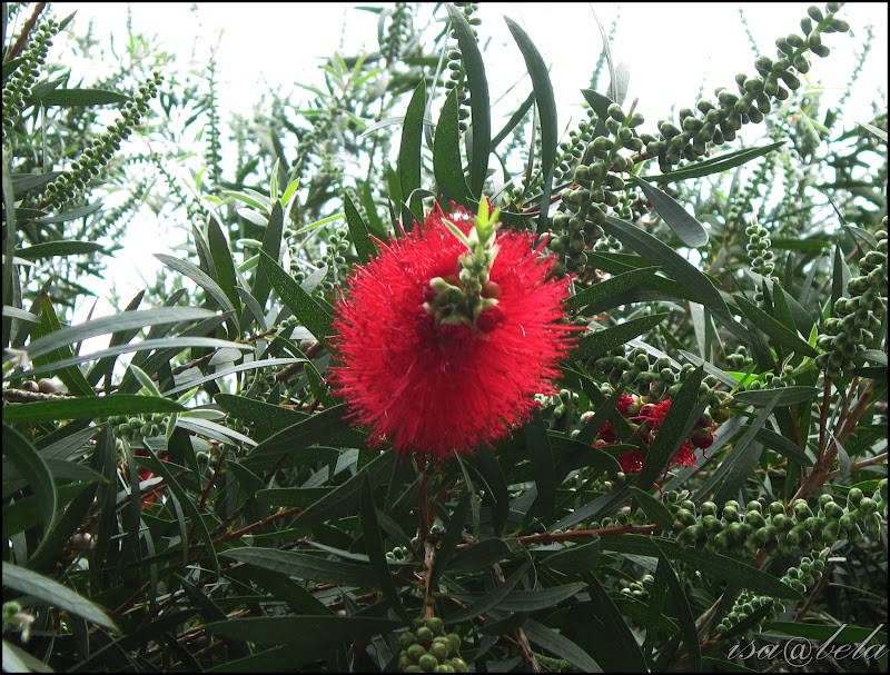 Um brilho de luz Árvore de