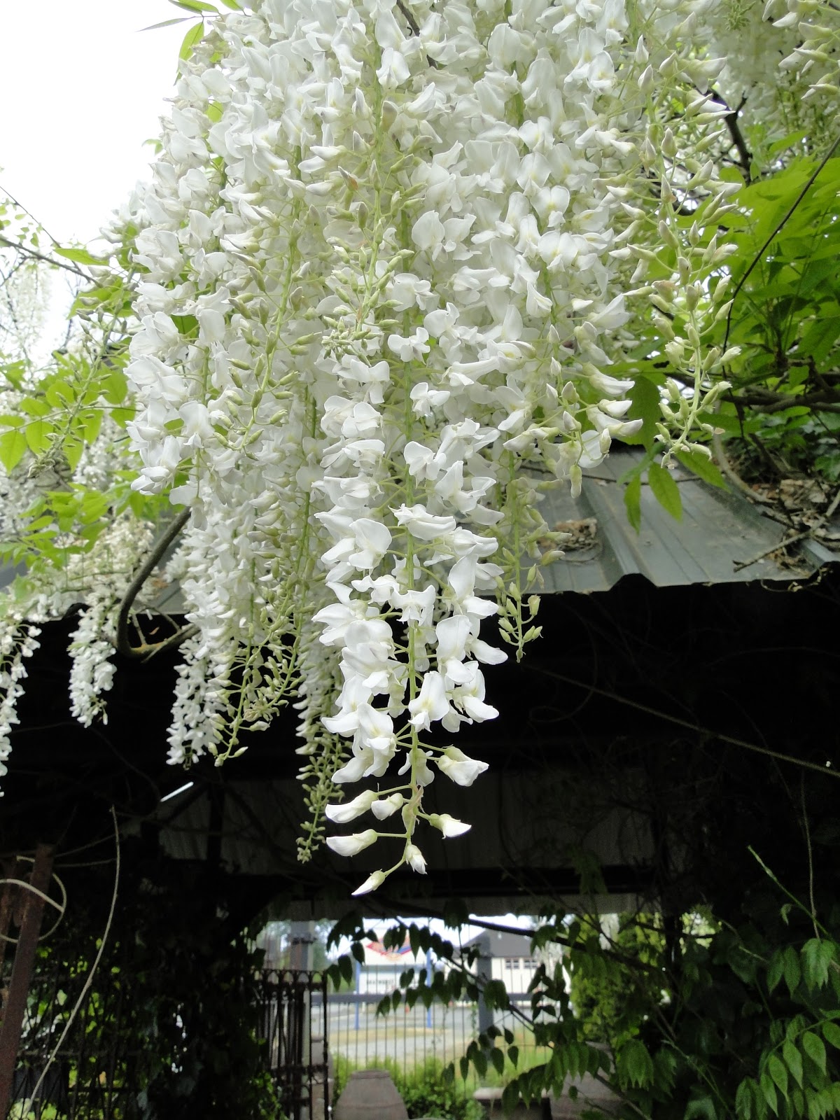 Lake Superior Weddings Happy 1st. Day of Spring! Pink Dogwood, and White Wisteria blooms, The