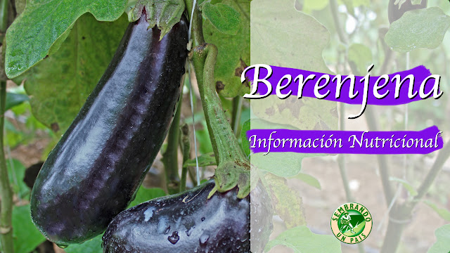 berenjena información nutricional