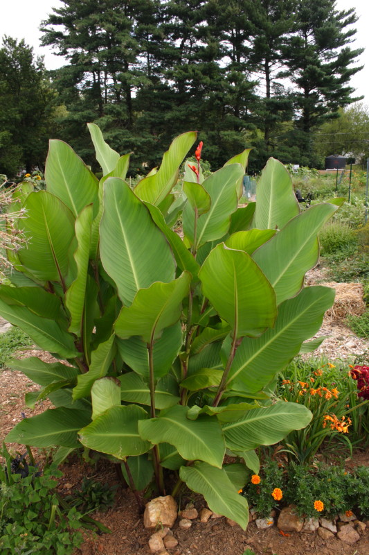 My Virtual Maryland Garden Canna 'Musifolia'