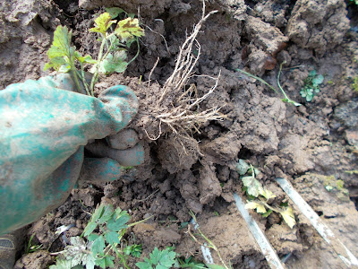 Remove weeds 80 Minute Allotment Green Fingered Blog