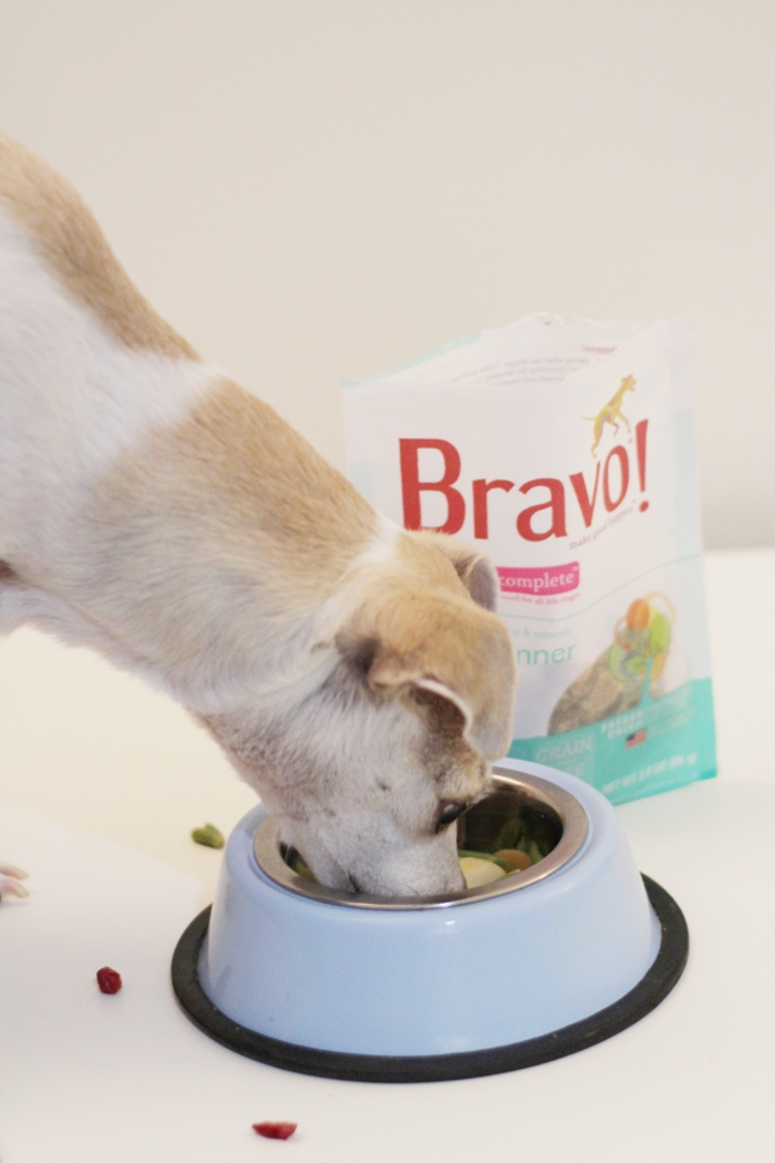 Bravo Raw Dog Food Homestyle Complete Dinners Review — HAPPYHAZEL