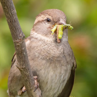 House Sparrow DFBridgeman