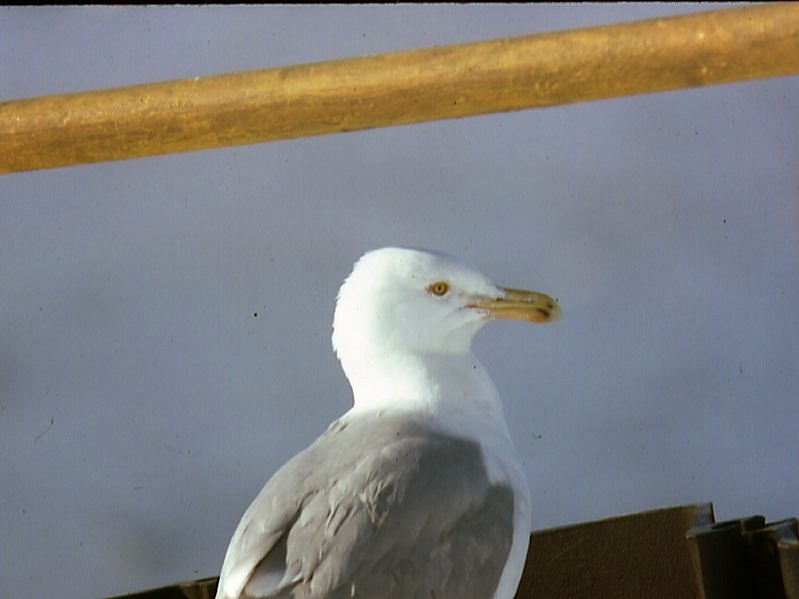 Field Biology in Southeastern Ohio More Water Birds
