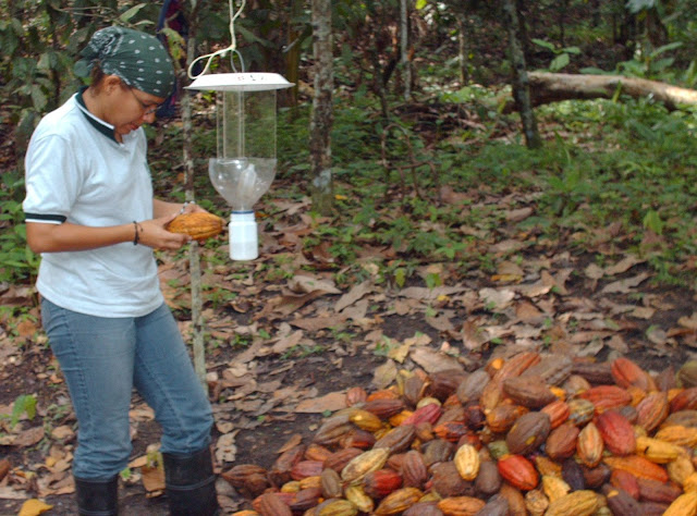 Se debe aplicar un sistema de Manejo Integrado de Cultivos y Plagas con el fin de conseguir buenos rendimientos. Evaluación de frutos y colocación de trampas para control de plagas en cacao.