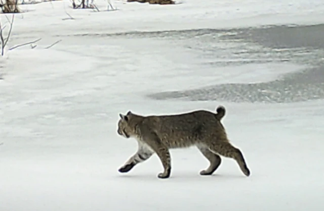bobcat in the snow
