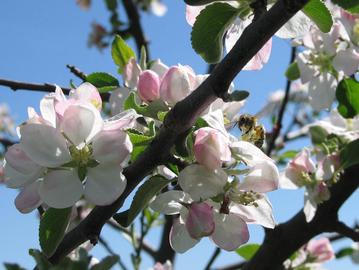 Dispatches from Can of Duck: Apple Blossom Time