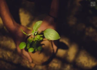 The Green Belt Movement works with rural communities to help them address their needs for essential basic services such as water, fertile soil, and a healthy ecosystem through planting trees on critical watersheds.