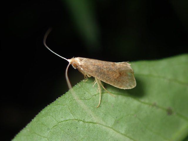 Nematopogon sp Nematopogon sp