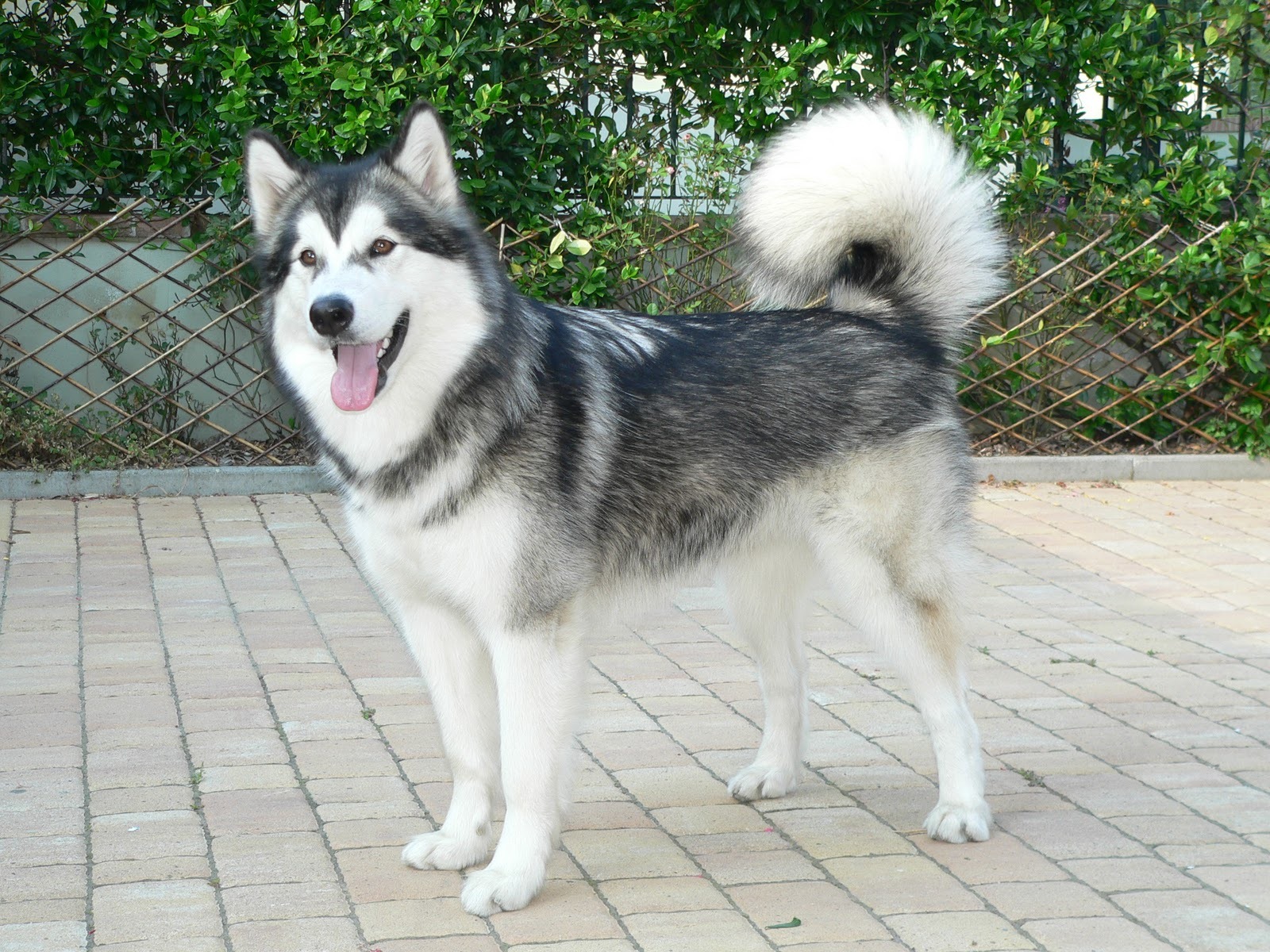 7-things-to-know-before-getting-an-alaskan-malamute-animalso