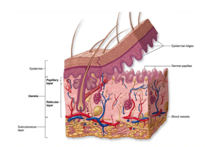 anatomi-kulit-terdiri-dari-3-lapisan-epidermis-dermis-subkutan