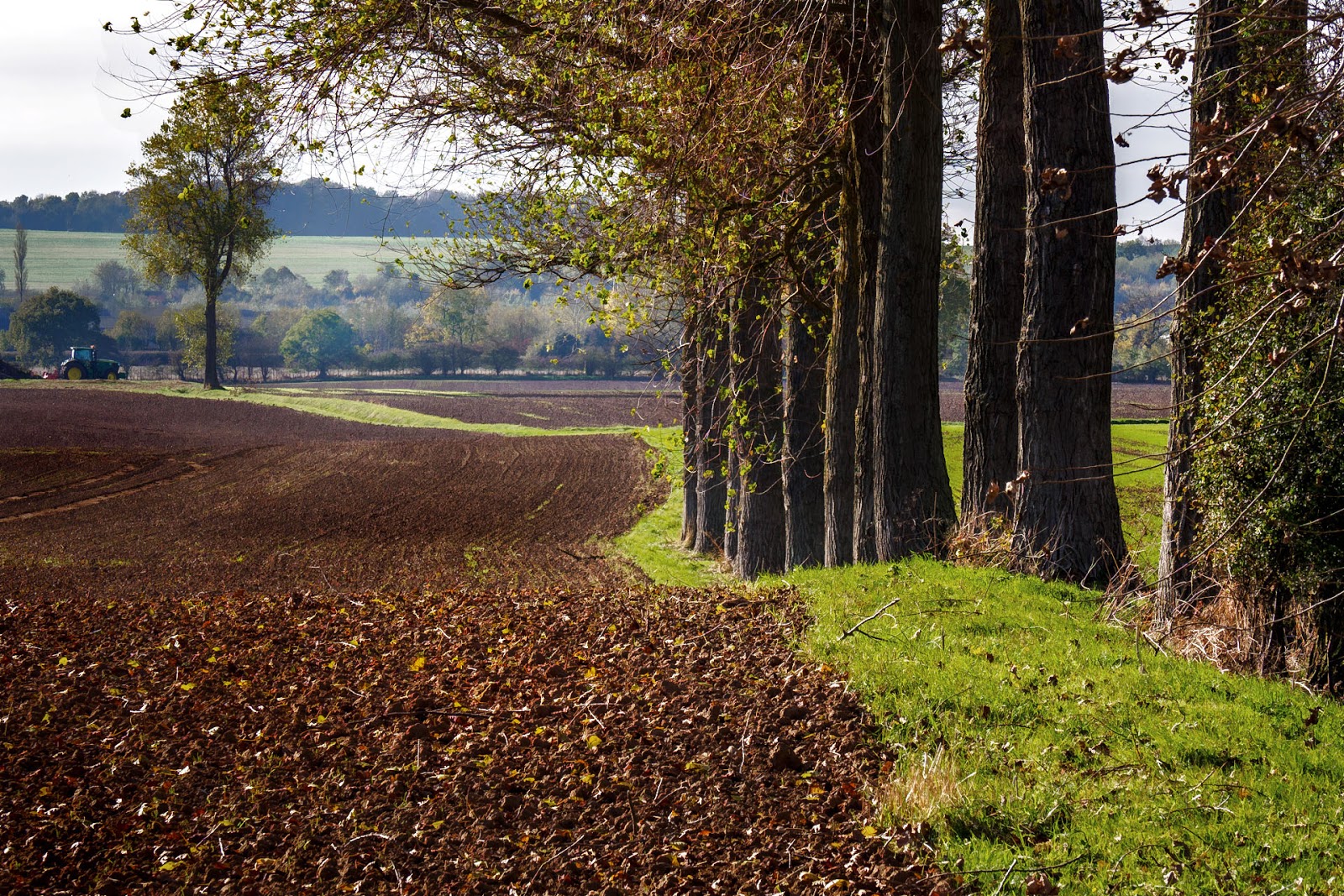 Lincolnshire Cam Lincolnshire Trees.