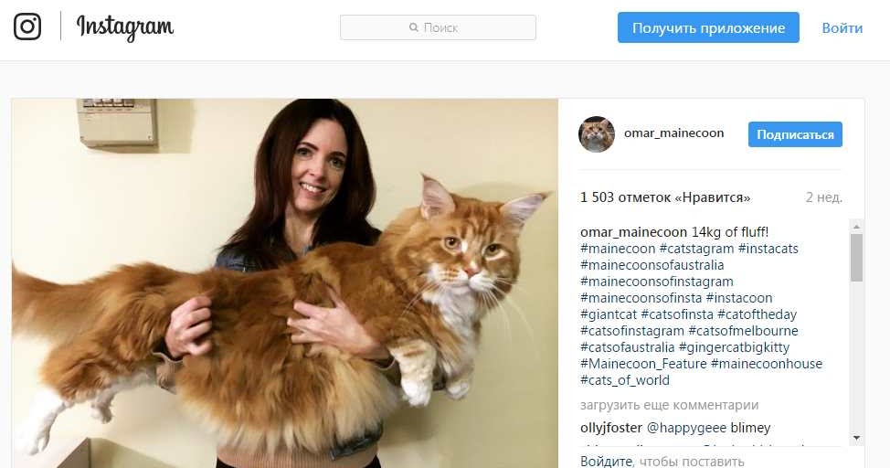 Мейн кун омар из австралии Мейн кун омар из австралии