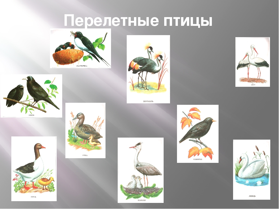 Перелетные водоплавающие птицы презентация
