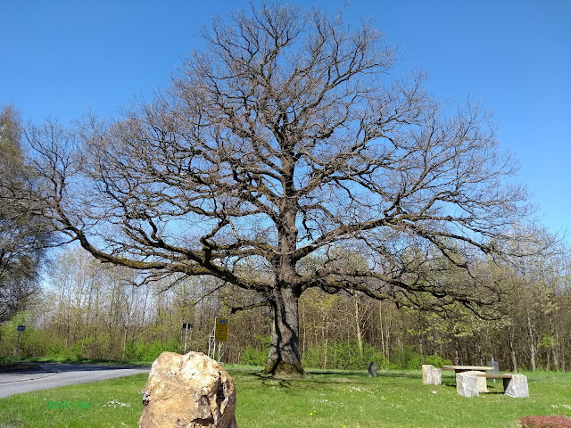 Naturdenkmal Eiche am Ortseingang Hümmerich Naturdenkmal Eiche am Ortseingang Hümmerich