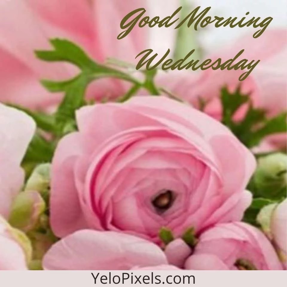 beautiful flower of good morning image Beautiful-flower-Of-good-morning-image