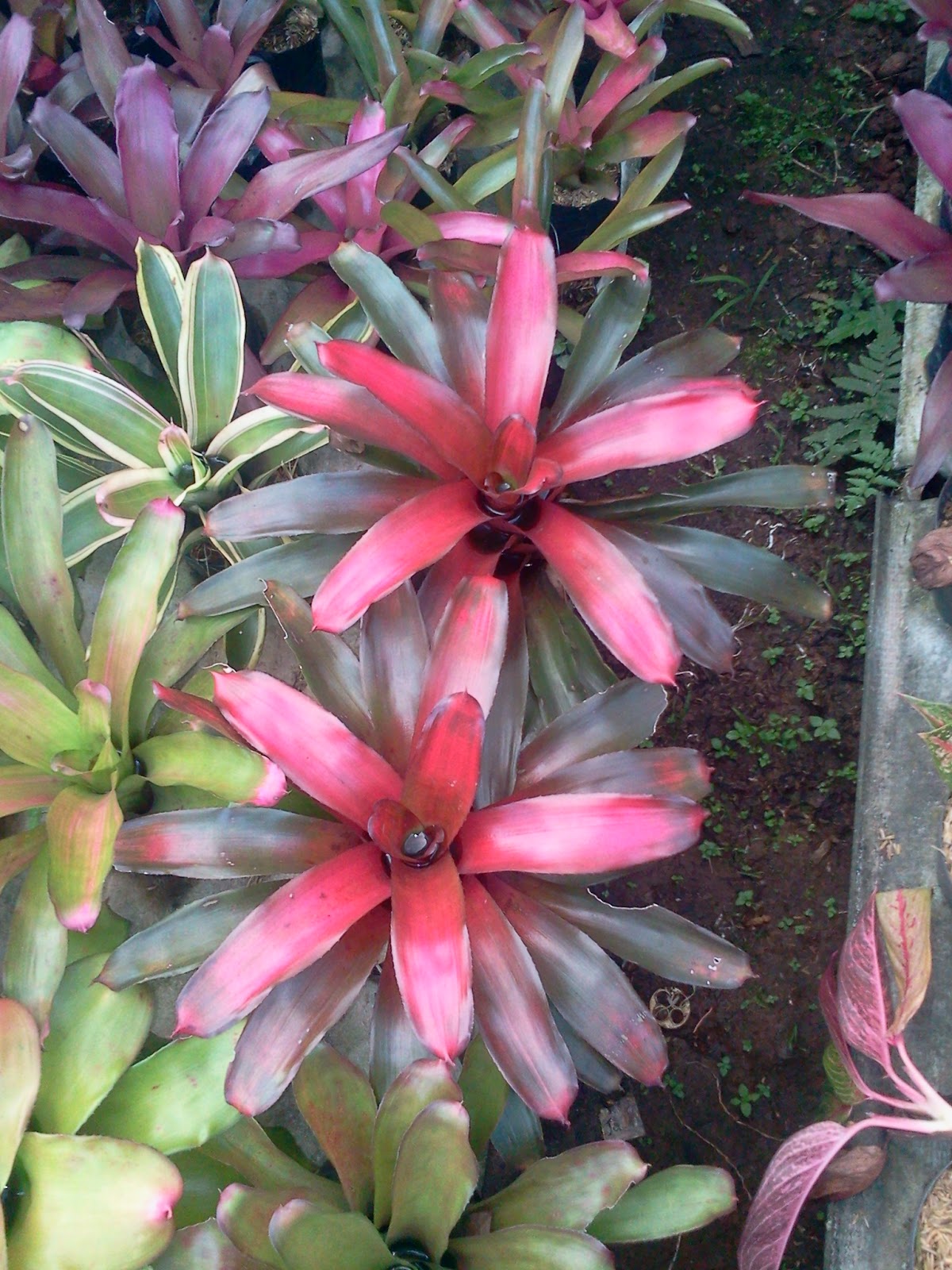 Ide Terbaru 11 Jenis Tanaman Hias Bromelia