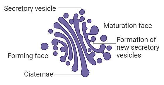 What is Golgi Apparatus? Structure, Function and Location