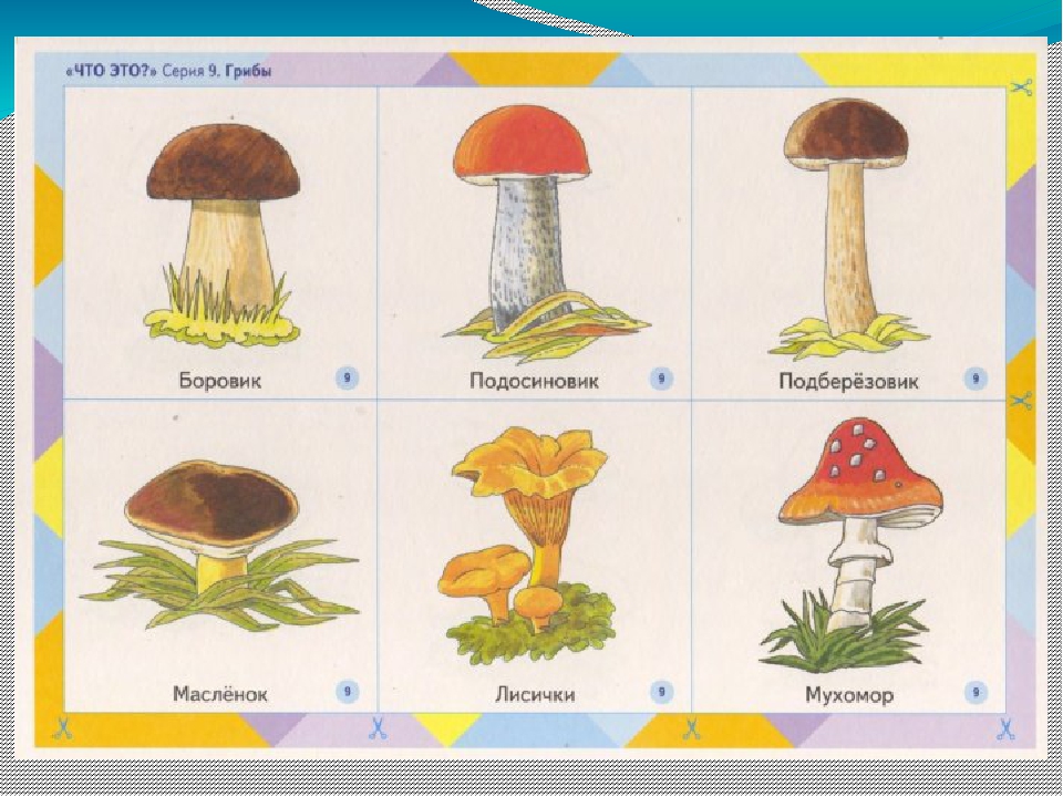 Карточки окружающий мир 1 класс. Карточки съедобные и несъедобные грибы для детей. Несъедобные грибы карточки для детей. Грибы картинки для детей с названиями. Наглядное пособие грибы.
