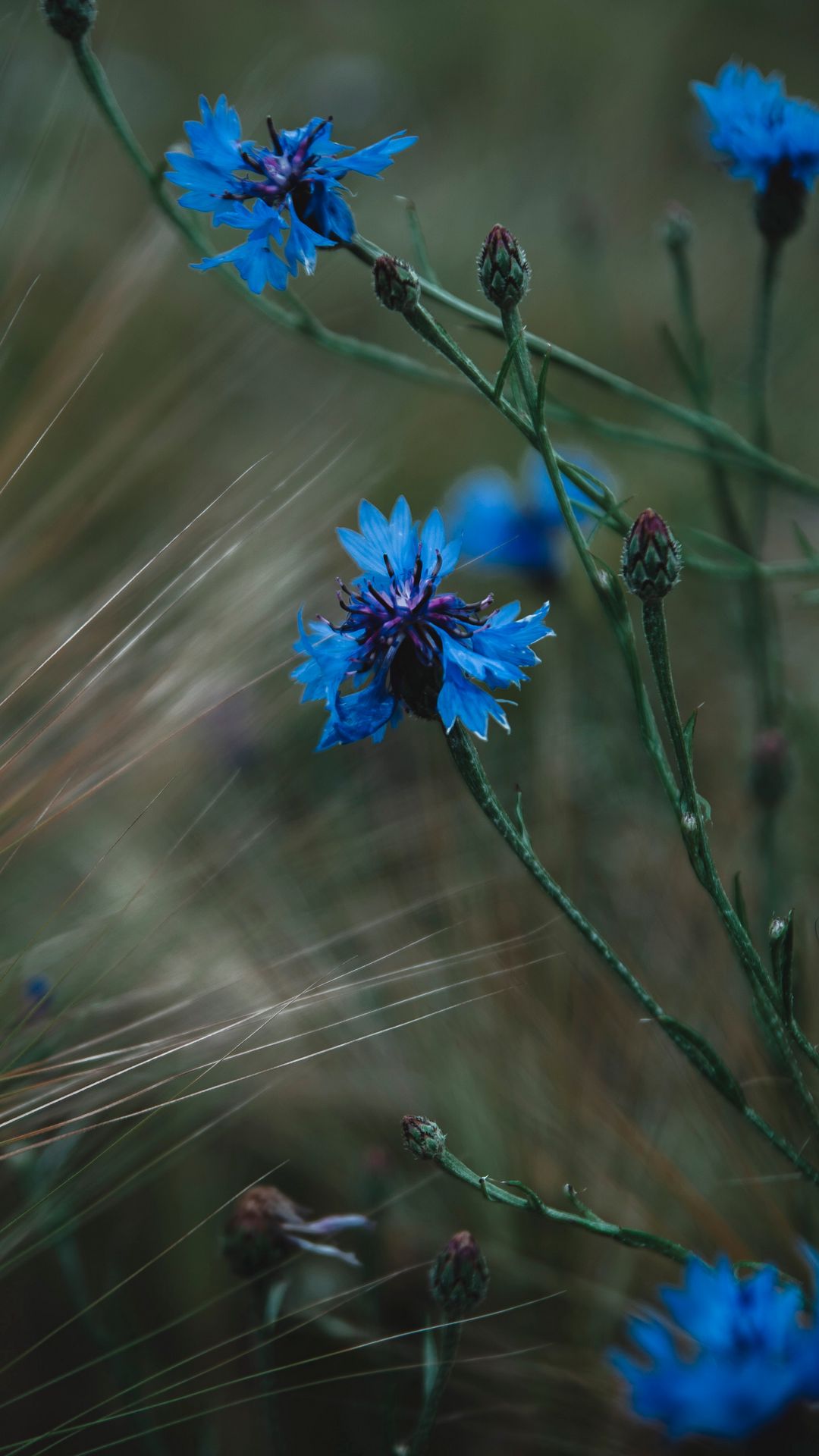 Cornflower Blue Flowe Wallpaper