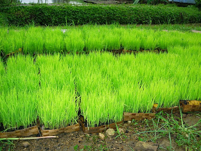 cara%2Bmenanam%2Bpadi%2Bgogo - Cara Praktis Menanam Padi Organik Dilahan Sawah Dan Ladang Tadah Hujan