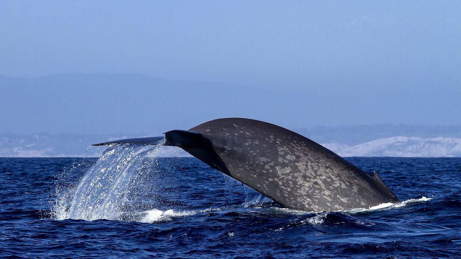 are-blue-whales-endangered-danger-choices