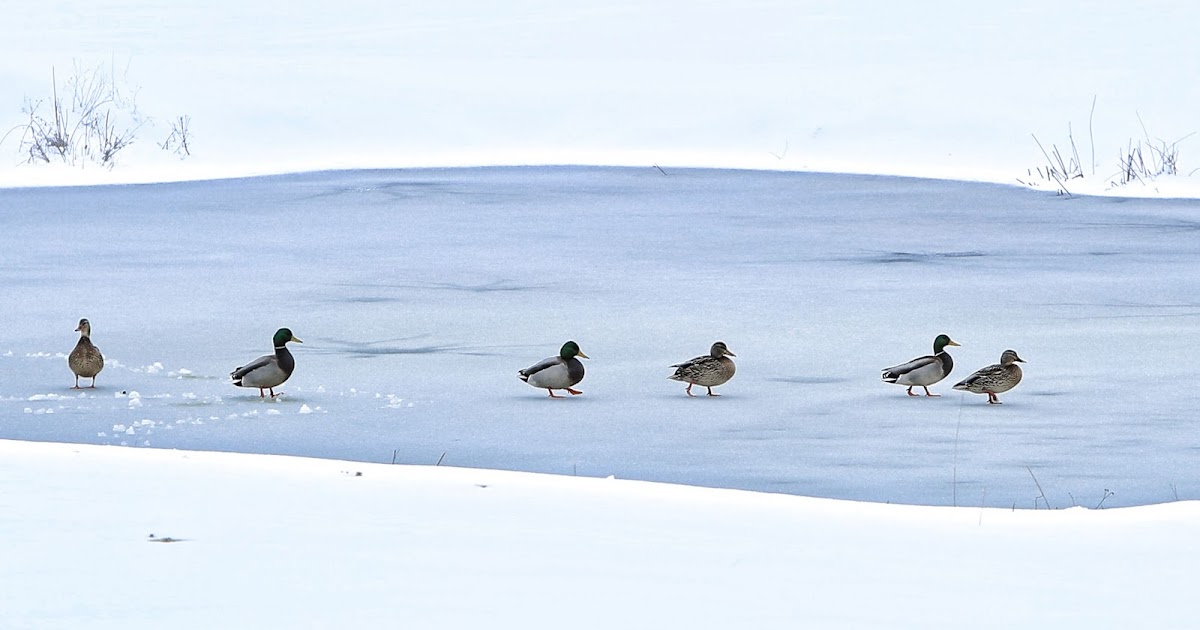 Just A Pic: "On Frozen Pond"