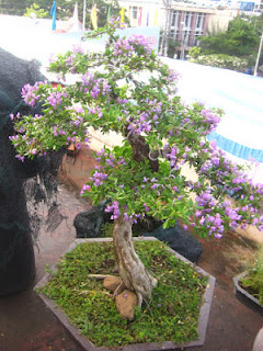 Bonsai Linh Sam - loài hoa cảnh sang trọng Linh%2Bsam%2Bbonsai%2B2