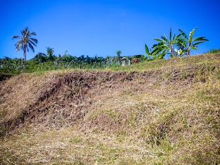 Farmland Scenery With Newly Cut Grasslands In The Blue Sky On A Sunny Day At The Village Ringdikit North Bali Indonesia